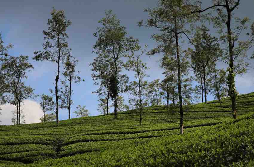 Thekkady-Kerala Tourism