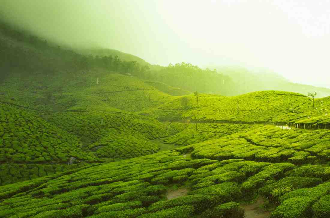 Munnar- tourist spots in Kerala